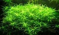 Лот: 3587345. Фото: 1. шикарные растения для эксклюзивного... Водные растения