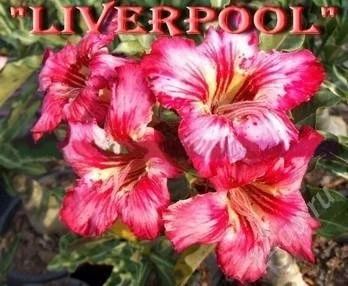 Лот: 2194484. Фото: 1. адениум Liverpool. Горшечные растения и комнатные цветы