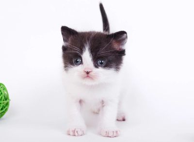 Лот: 4177774. Фото: 1. Красивый чистокровный британский... Кошки, котята