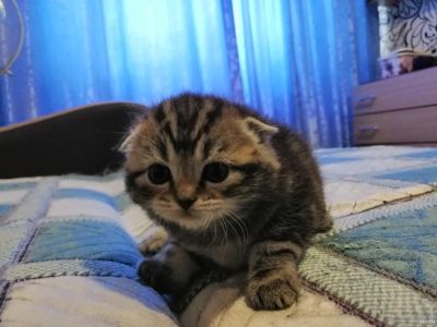 Лот: 13673782. Фото: 1. Шотландских котят. Кошки, котята