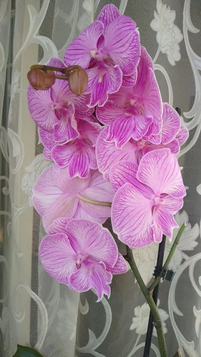 Лот: 20678908. Фото: 1. Орхидея биглип, нежная красивая... Садовые цветы