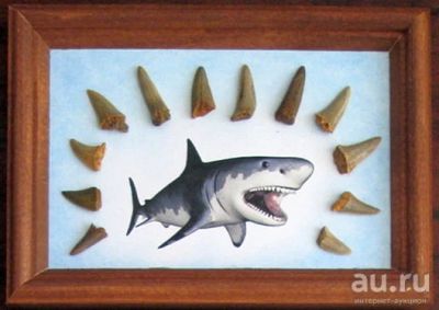 Лот: 17292423. Фото: 1. Зубы ископаемых акул. Декоративная... Другое (коллекционирование, моделизм)
