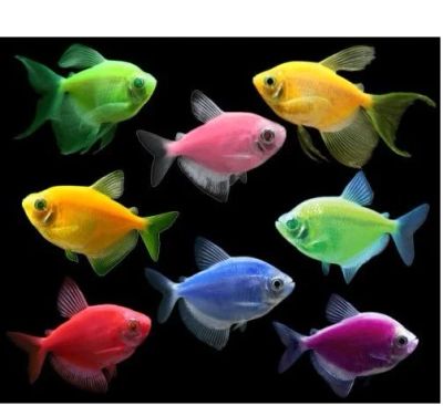Лот: 16205194. Фото: 1. Тернеция GloFish ассорти (Gymnocorymbus... Рыбки