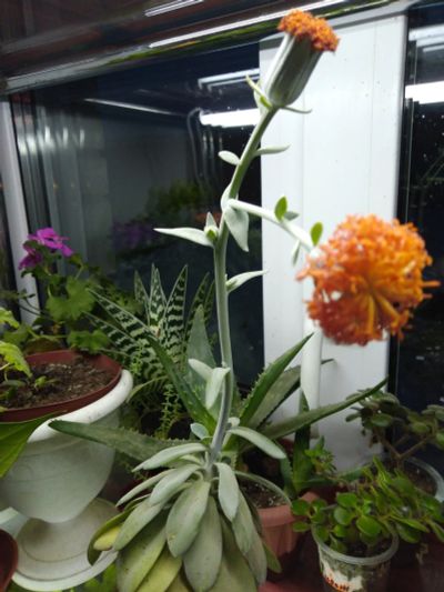 Лот: 15238072. Фото: 1. Крестовник цефалофорус Senecio... Горшечные растения и комнатные цветы