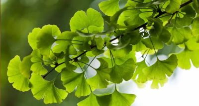 Лот: 20568490. Фото: 1. Гинкго билоба листья сушеные. Народная медицина, БАДы