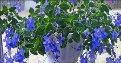 Лот: 9696504. Фото: 1. Стрептокарпелла Blue Concord. Горшечные растения и комнатные цветы
