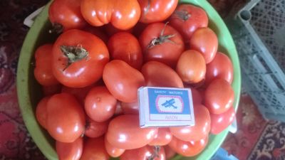 Лот: 20775074. Фото: 1. Ведро (10л) помидор. Овощи, фрукты, зелень