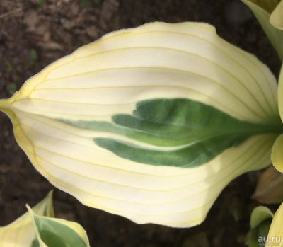 Лот: 9764197. Фото: 1. хоста "Хэнки Пэнки" (hosta 'Hanky... Садовые цветы