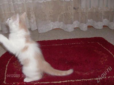 Лот: 174479. Фото: 1. отдадим кошечку в хорошие руки... Остальные животные