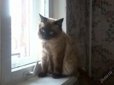 Лот: 1334307. Фото: 1. Котэ ждёт себе хозяина.... Кошки, котята