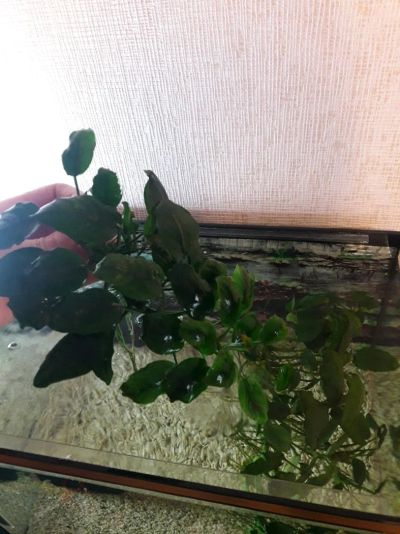 Лот: 12542518. Фото: 1. Анубиас от 10 до 25 см. Водные растения