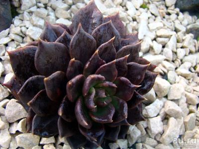 Лот: 8096635. Фото: 1. Эхеверия Чёрный принц (Echeveria... Горшечные растения и комнатные цветы