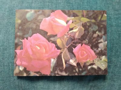 Лот: 24670987. Фото: 1. Открытка- Роза чайно-гибридная... Открытки, конверты