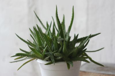 Лот: 5153136. Фото: 1. Алоэ. Горшечные растения и комнатные цветы