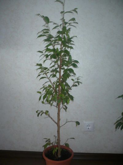 Лот: 4252331. Фото: 1. Фикус Бенджамина (Ficus Benjamina... Горшечные растения и комнатные цветы