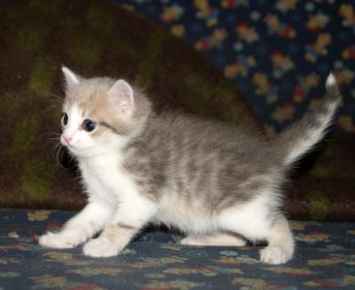 Лот: 9468981. Фото: 1. Котёнок, мальчик оригинальный... Кошки, котята