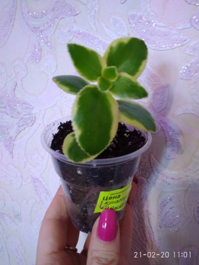 Лот: 15313449. Фото: 1. Крассула variegata. Горшечные растения и комнатные цветы