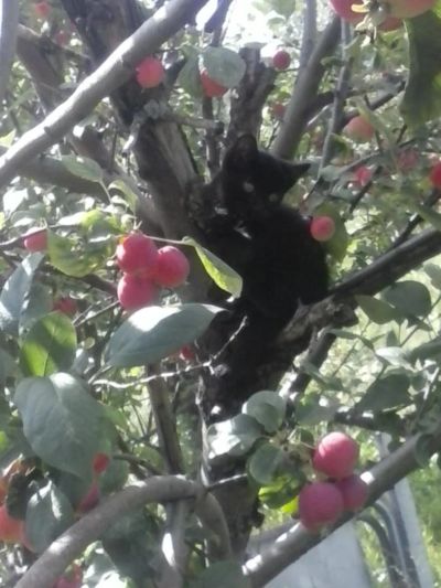 Лот: 8087046. Фото: 1. Милый котенок. Кошки, котята