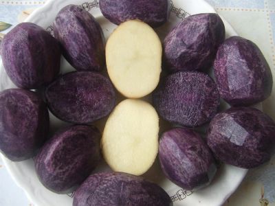 Лот: 3168253. Фото: 1. Американский фиолетовый картофель... Другое (семена, рассада, садовые растения)