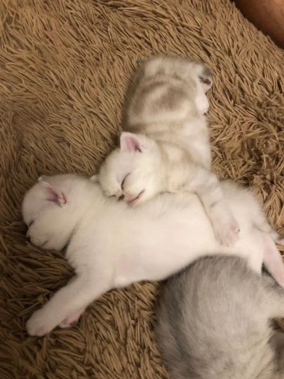 Лот: 14570630. Фото: 1. Британка. Кошки, котята