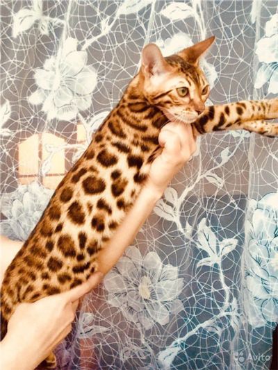 Лот: 10576246. Фото: 1. Бенгальская девочка !. Кошки, котята