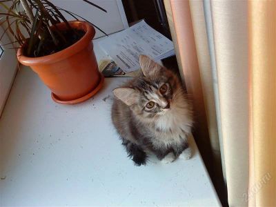 Лот: 1305610. Фото: 1. прекрасный котёнок на новый год... Кошки, котята
