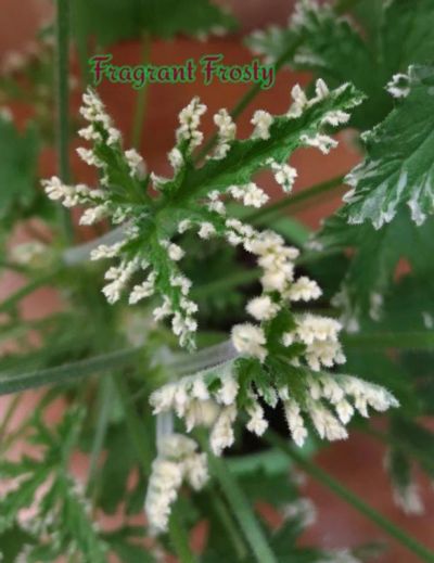 Лот: 10081294. Фото: 1. Дущистая пеларгония "Fragrant... Горшечные растения и комнатные цветы