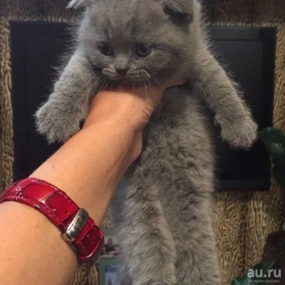 Лот: 8075765. Фото: 1. шотландские котята. Кошки, котята