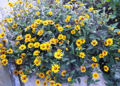 Лот: 9753892. Фото: 1. Гелиопсис "Прери Сансет" (Heliopsis... Садовые цветы
