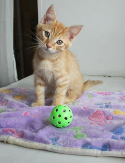 Лот: 9701155. Фото: 1. Отдам котенка. рыжий мальчик... Кошки, котята