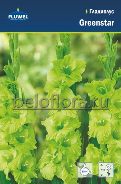 Лот: 15770312. Фото: 1. Гладиолус Грин Стар / Green Star... Садовые цветы