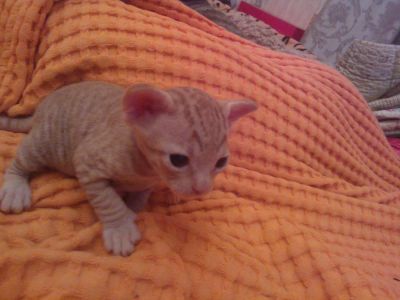 Лот: 8400920. Фото: 1. Котенок сфинкс. Кошки, котята
