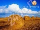 Лот: 640659. Фото: 1. Сено. Другое (животные и уход)