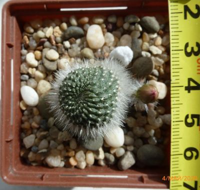 Лот: 16137456. Фото: 1. Кактус Ребуция Rebutia narvaecensis. Горшечные растения и комнатные цветы
