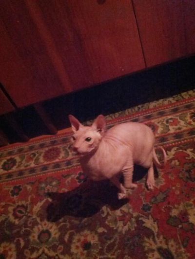 Лот: 8387482. Фото: 1. Отдам в хорошие заботливые руки. Кошки, котята