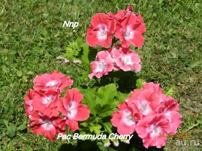 Лот: 9018404. Фото: 1. Королевская пеларгония Pac Bermuda... Горшечные растения и комнатные цветы