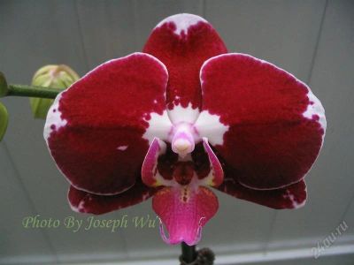 Лот: 906140. Фото: 1. P. Chain Xen Queen 'ORCHIS'. Горшечные растения и комнатные цветы