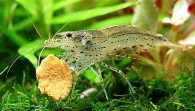 Лот: 6973278. Фото: 1. Креветка Амано (Caridina multidentata... Моллюски, ракообразные, кораллы