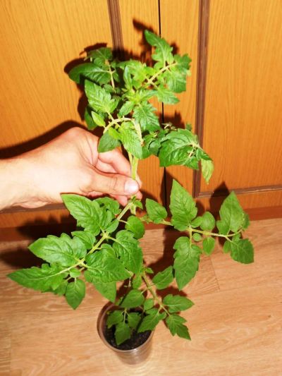 Лот: 7445448. Фото: 1. Ранние томаты - сорт Черри красный... Овощи