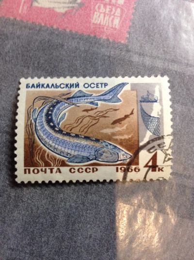 Лот: 5115908. Фото: 1. 1966 Байкальский осётр (3314). Марки