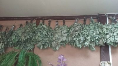 Лот: 12069363. Фото: 1. Веники дубовые. Банные принадлежности