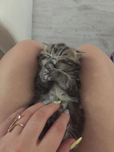 Лот: 9026081. Фото: 1. Британский котёнок. Кошки, котята