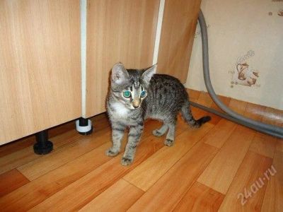 Лот: 2844238. Фото: 1. Котенок 3. Кошки, котята