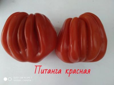 Лот: 18154713. Фото: 1. семена томата питанга. Овощи
