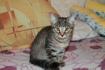 Лот: 6605261. Фото: 1. Котенок срочно отдаем!!!. Другое (дети растут)