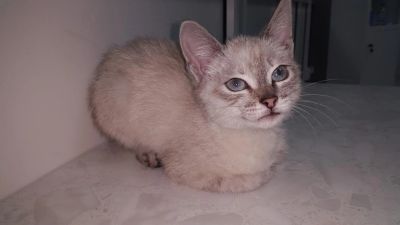 Лот: 4922570. Фото: 1. Отдам кошечку в добрые руки. Кошки, котята