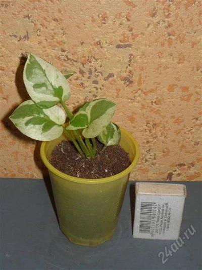 Лот: 972438. Фото: 1. Сциндапсус золотистый Джой (Epipremnum... Горшечные растения и комнатные цветы