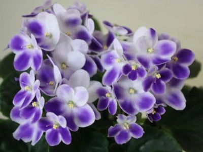 Лот: 6030853. Фото: 1. Фиалка "Valeska Blue" (укоренный... Горшечные растения и комнатные цветы