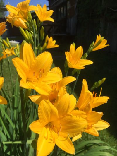 Лот: 12019900. Фото: 1. Лилейник желтый. Самый раннецветущий... Садовые цветы
