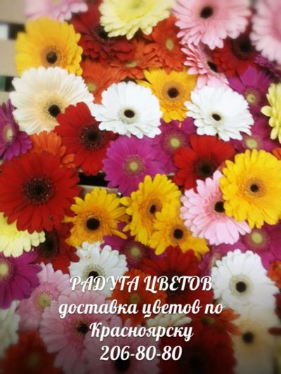 Лот: 3923969. Фото: 1. Гербера Микс всего 100р. Свежие цветы